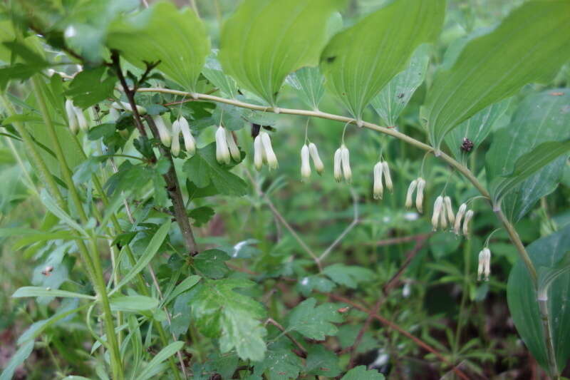 Image of Common Solomon’s-seal