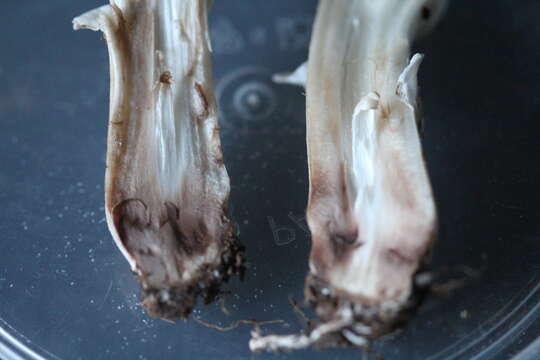 Image of Agaricus pseudopratensis (Bohus) Wasser 1976