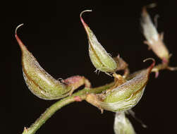 Image of Inyo Locoweed