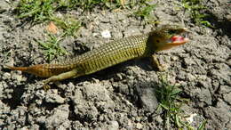 Image of Alligator lizards
