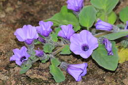 Image of Galapagos shore petunia