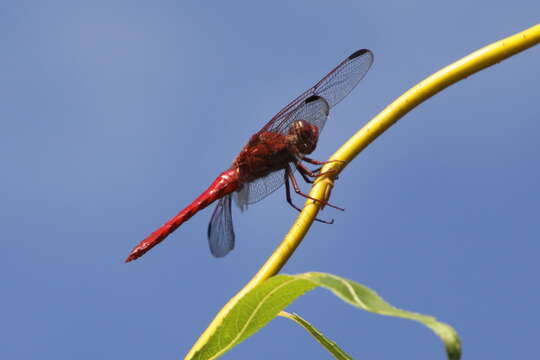 Image of Orthemis nodiplaga Karsch 1891