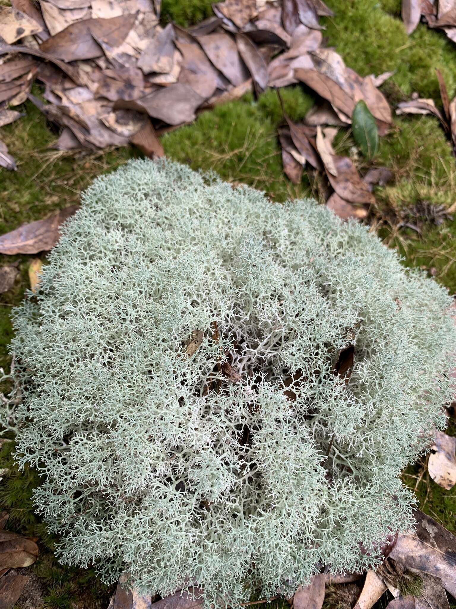 Image of reindeer lichen