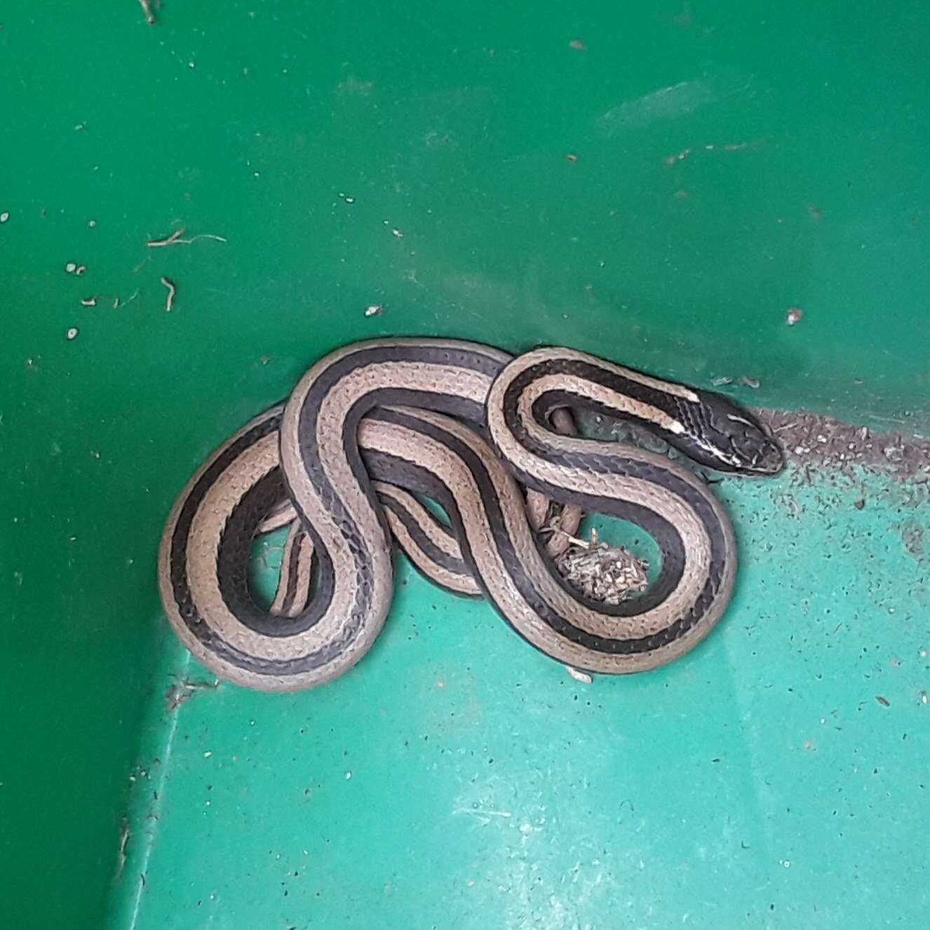 Image of Black-striped Snake