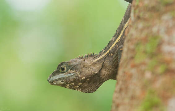 Image of Diploderma swinhonis (Günther 1864)