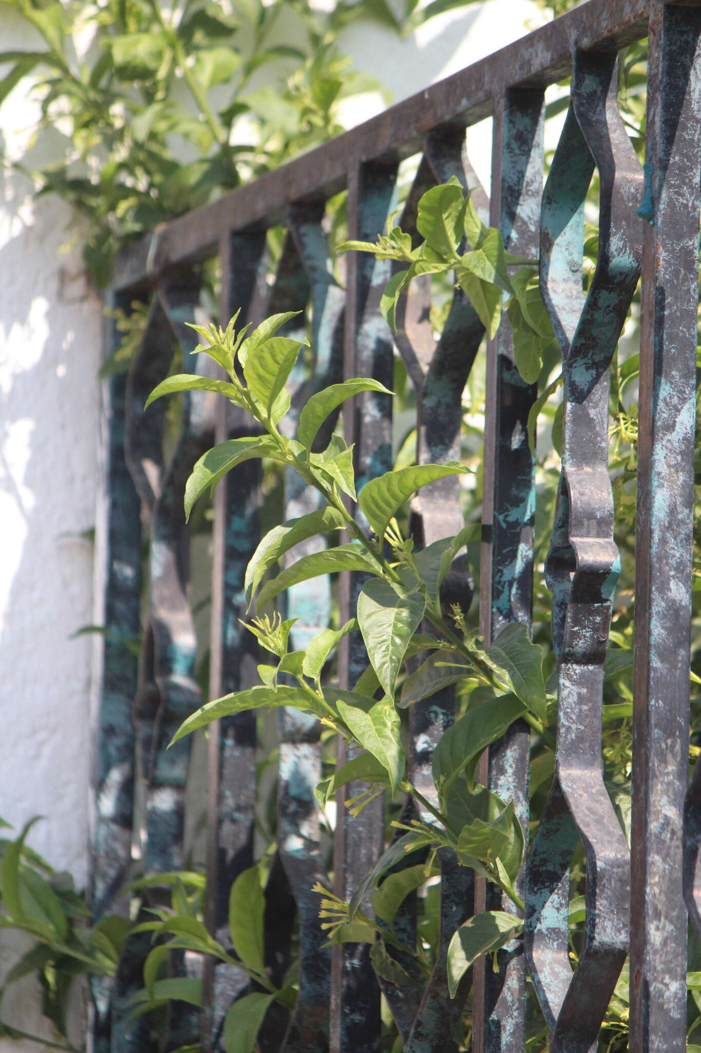 Image of Cestrum glanduliferum Kerber ex Francey