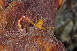 Image of yellowbanded coral shrimp