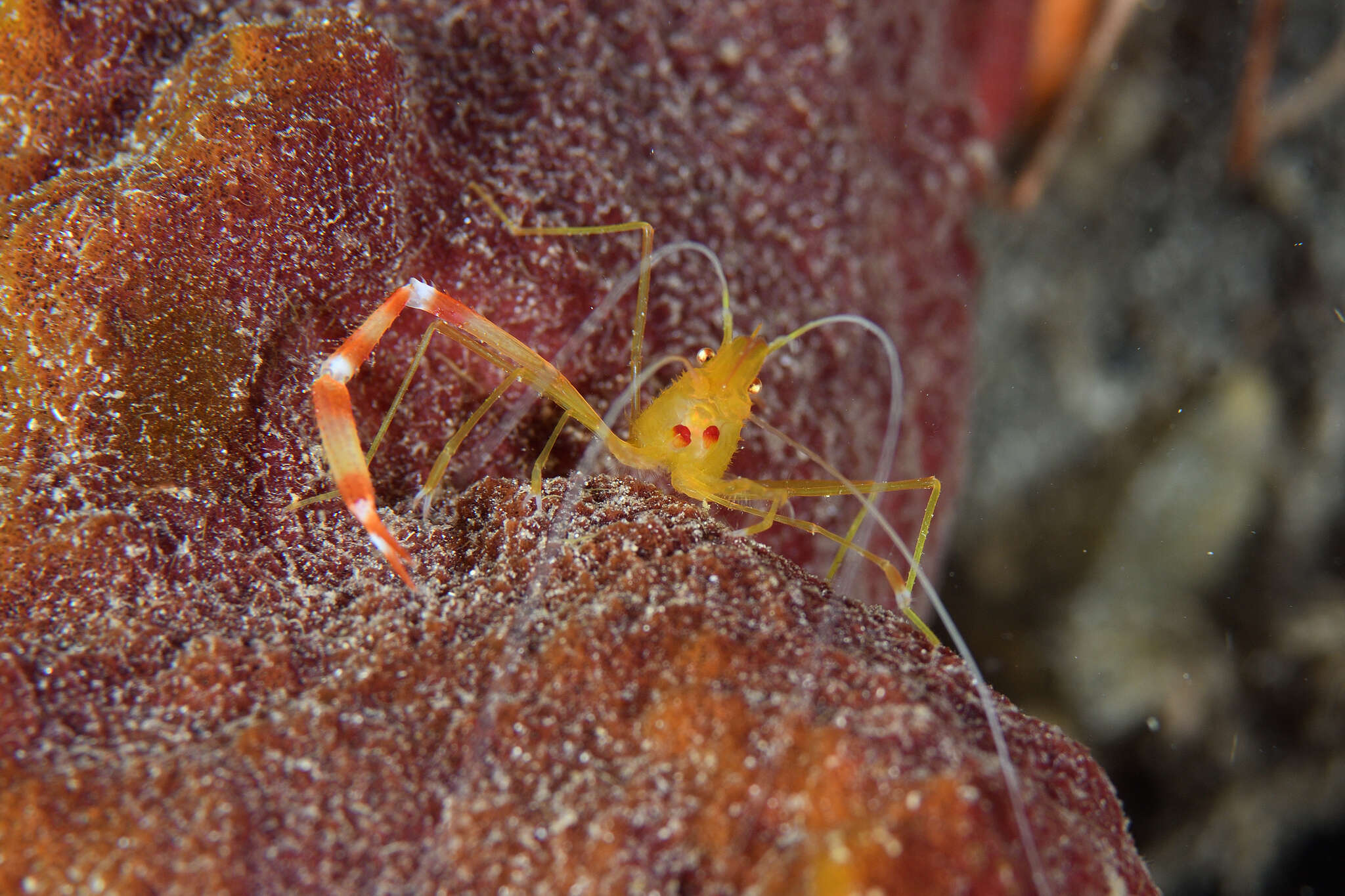 Image of yellowbanded coral shrimp
