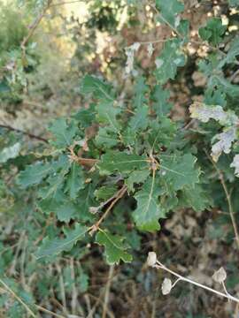 <i>Andricus tomentosus</i>的圖片