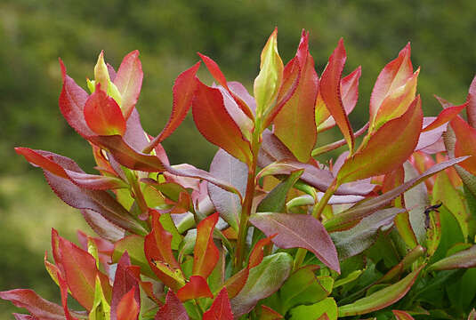 Image of Vaccinium cylindraceum Sm.