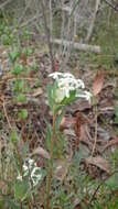 Image of Pimelea humilis R. Br.