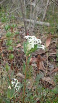 Image of Pimelea humilis R. Br.