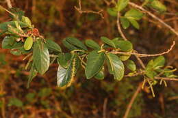 Image of Tassel berry