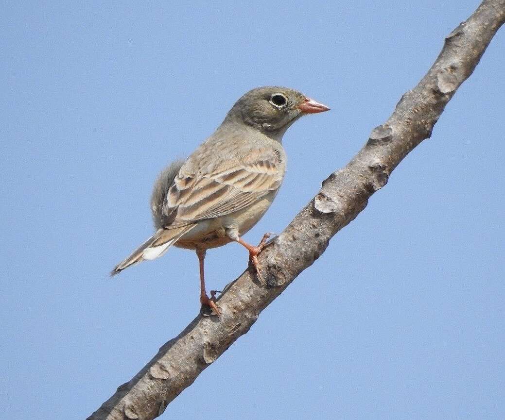 Image of Grey-necked Bunting