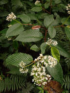 Image of Begonia cooperi C. DC.