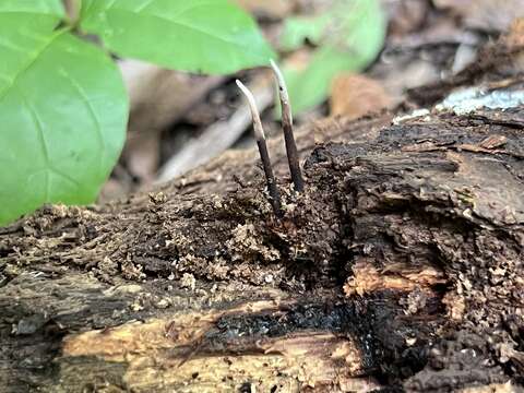 Image of Ophiocordyceps smithii (Mains) G. H. Sung, J. M. Sung, Hywel-Jones & Spatafora 2007