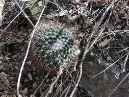 Imagem de Mammillaria polythele Mart.