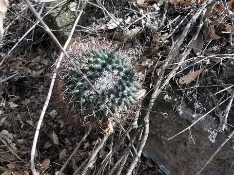 Image of Mammillaria polythele Mart.