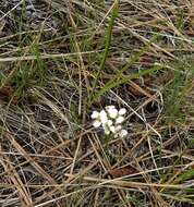 Image of Nuttall's rockcress