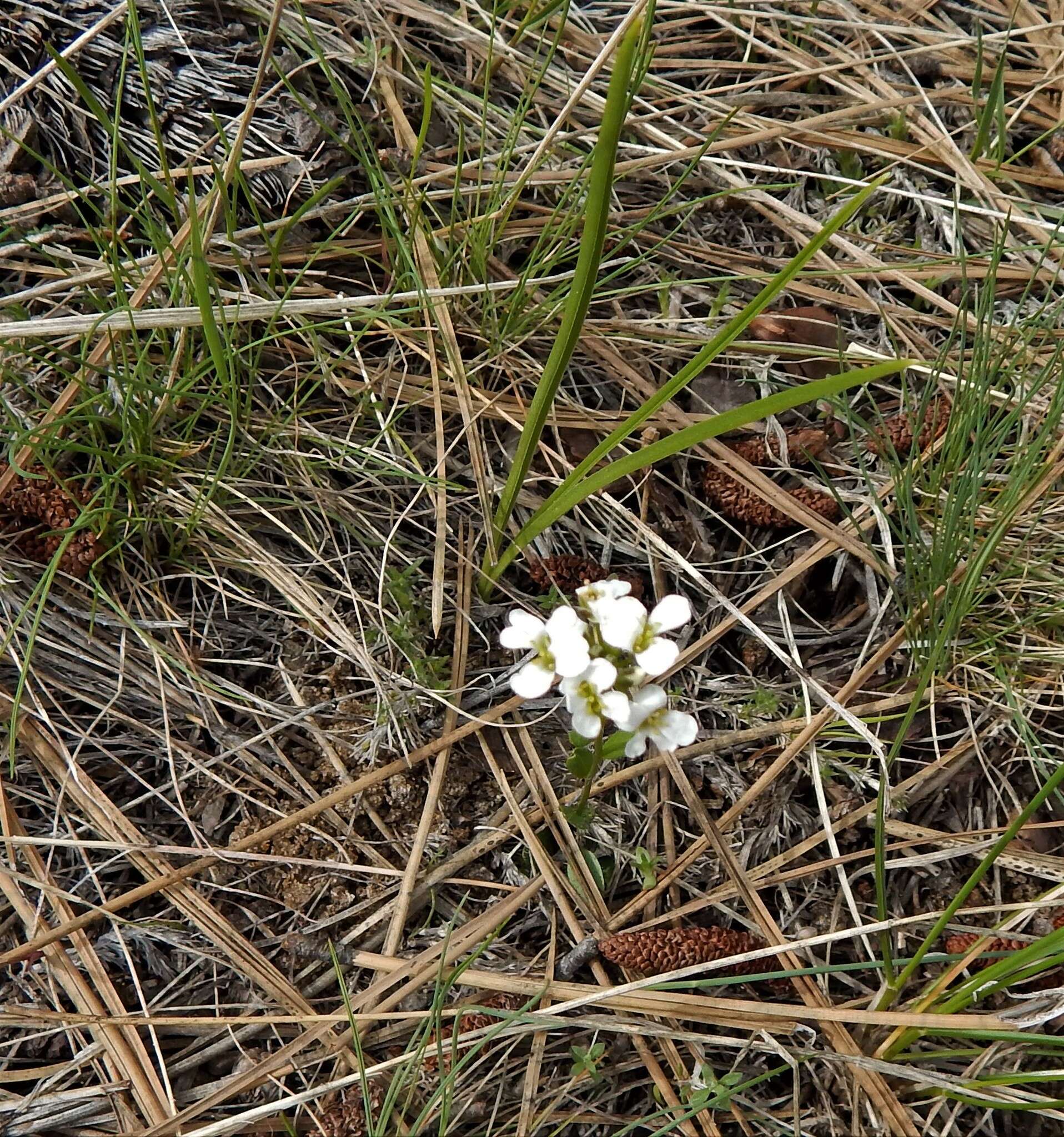 Image of Nuttall's rockcress