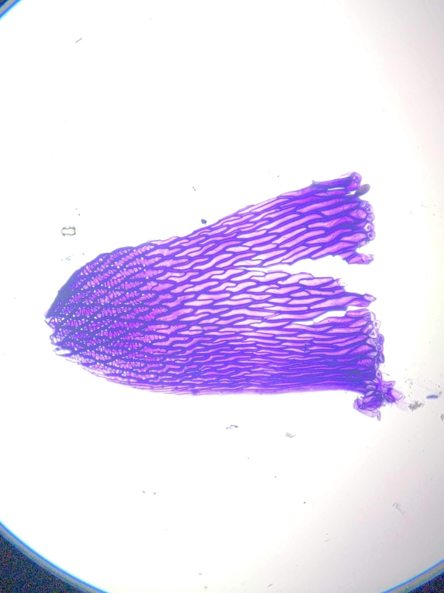 Image of Sphagnum missouricum Warnst. & Cardot