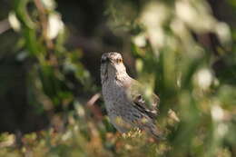 Image of Bahama Mockingbird