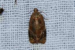 Image of red-barred tortrix