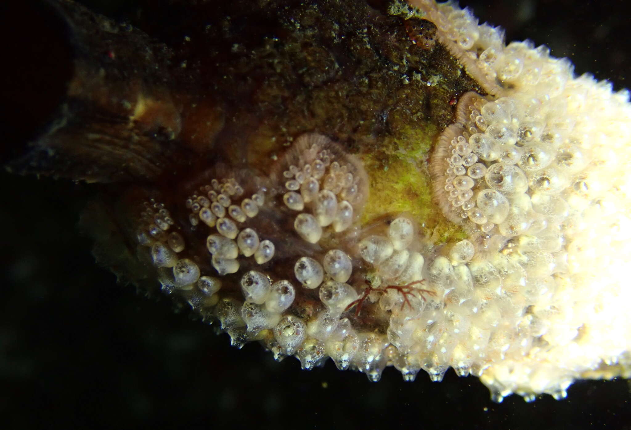 Image of Tunicate