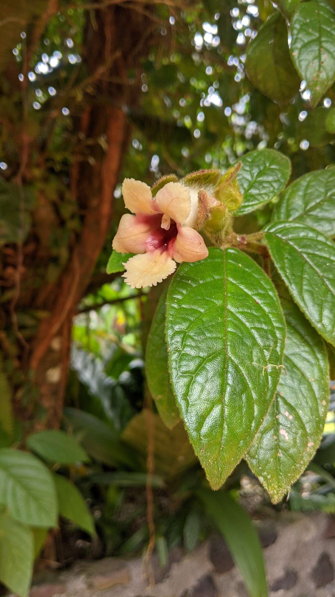 Image of Drymonia alloplectoides Hanst.