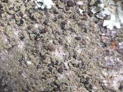 Image of dotted lichen