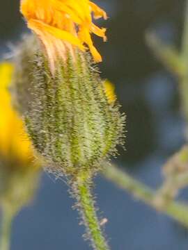 Imagem de Hieracium amplexicaule subsp. spelaeum (Arv.-Touv.) Zahn