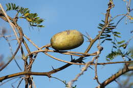 Image of Marsdenia edulis S. Wats.