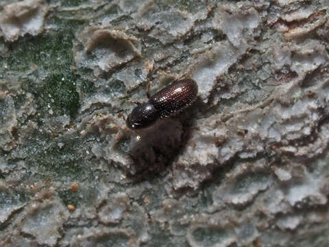 Image de Crypturgus hispidulus Thomson & C. G. 1870