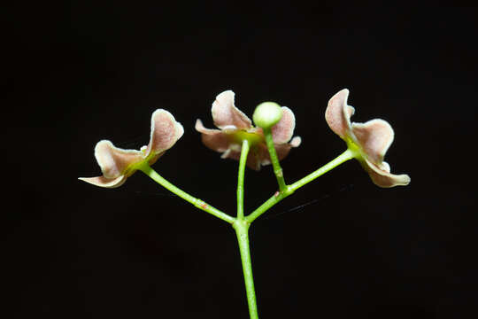 Imagem de Euonymus laxiflorus Champ. ex Benth.