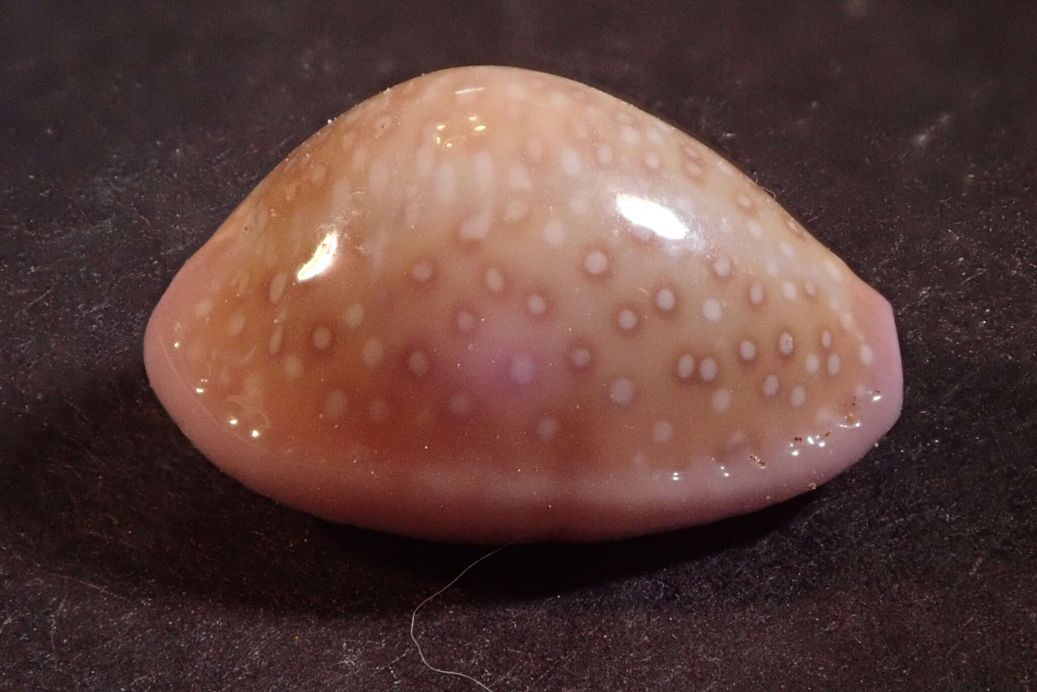 Image of Cowrie