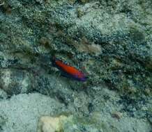 Image of Galapagos ringtail damselfish