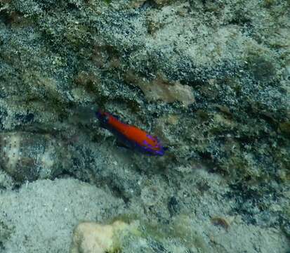 Image of Galapagos ringtail damselfish