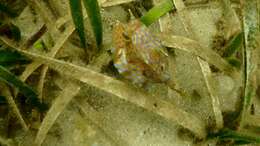 Image of Shorthorn cowfish