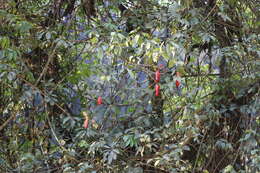 Image of Coccinia mildbraedii Gilg ex Harms