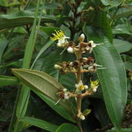 Image of Miconia stenostachya (Schrank & C. Martius) DC.