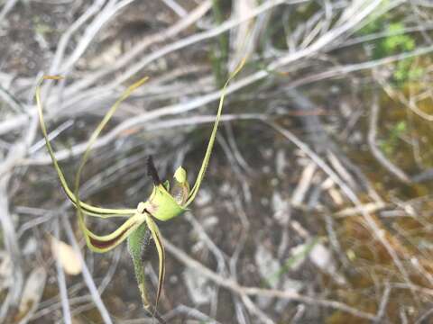 Image of Pointing spider orchid