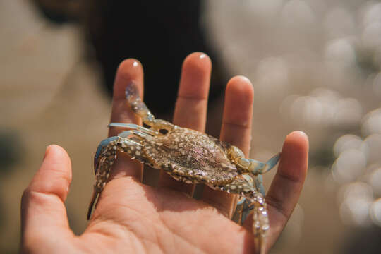 Image of Pacific blue swimming crab