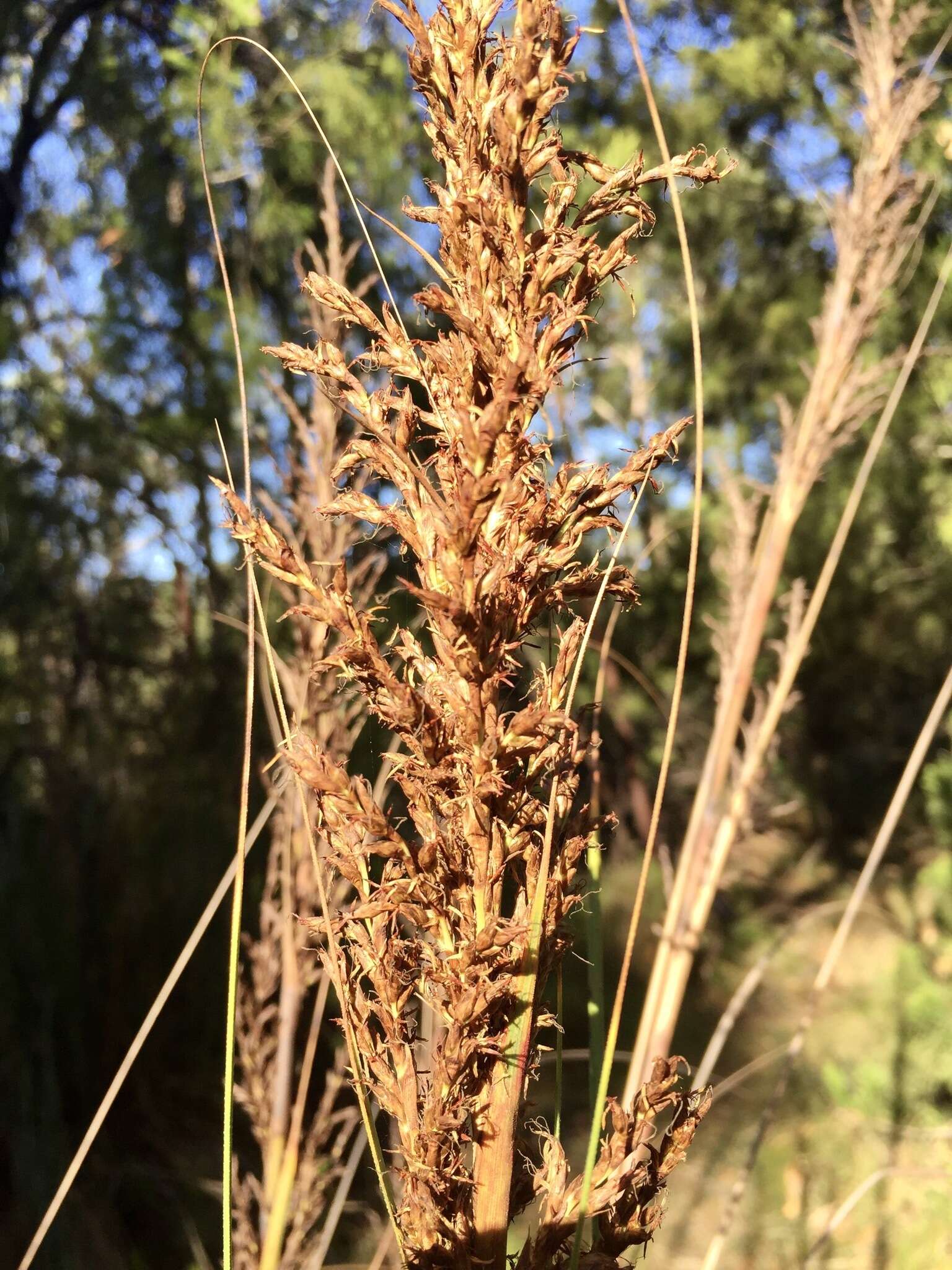 Image of Gahnia sieberiana Kunth