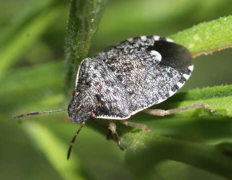 Image of Holcostethus abbreviatus Uhler 1872