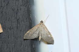 Image of <i>Anania mysippusalis</i>