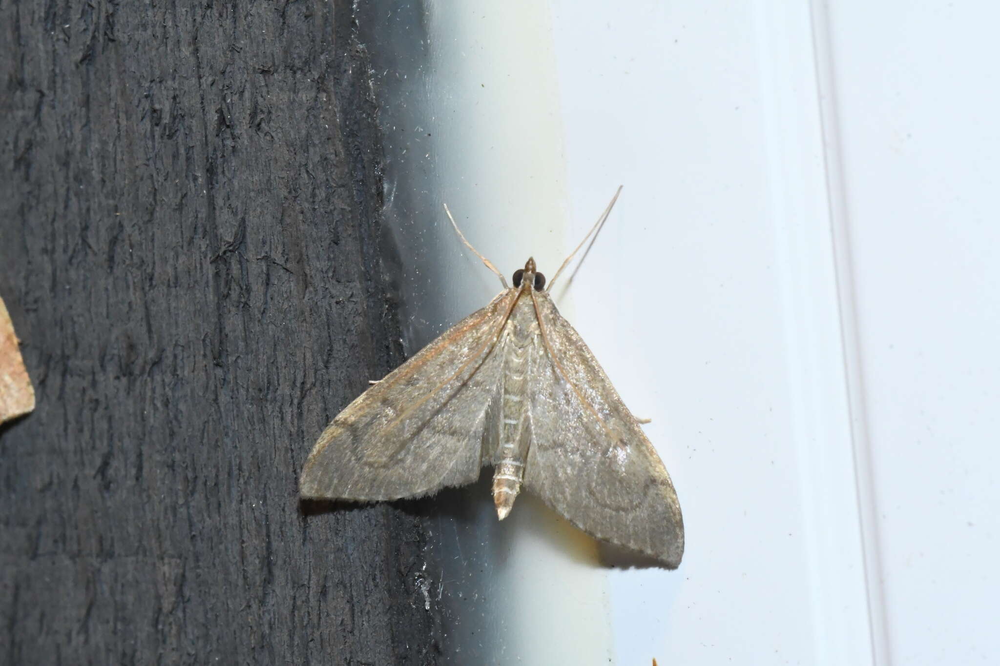 Image of <i>Anania mysippusalis</i>