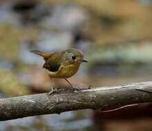 Image of Pygmy Flycatcher