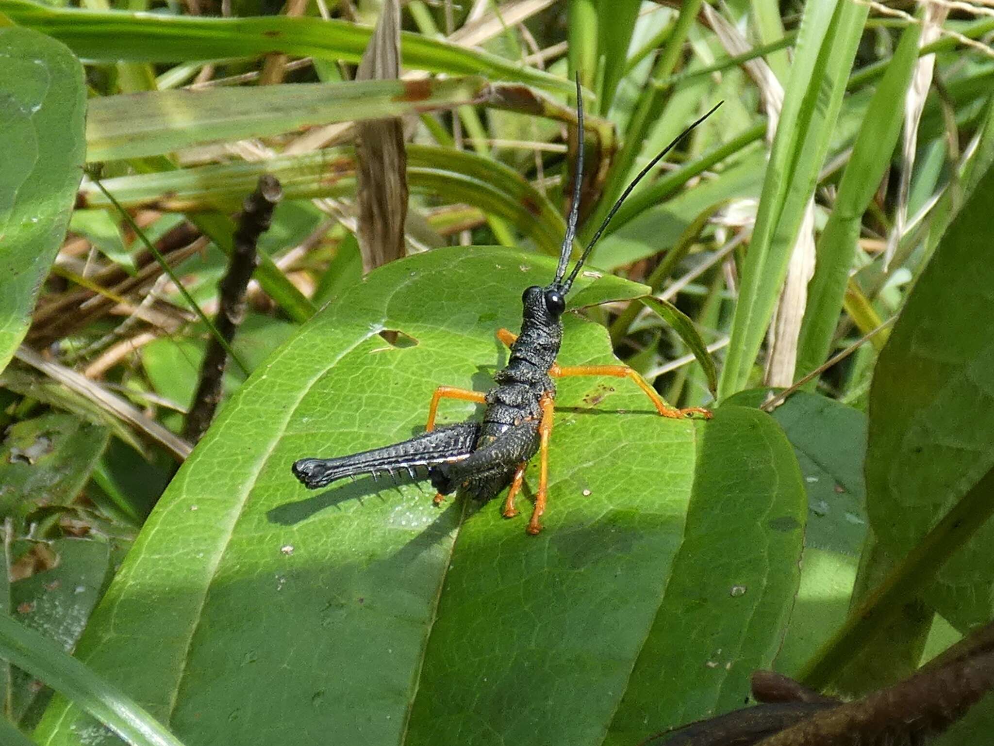 Piezops ensicornis (Stål 1878)的圖片