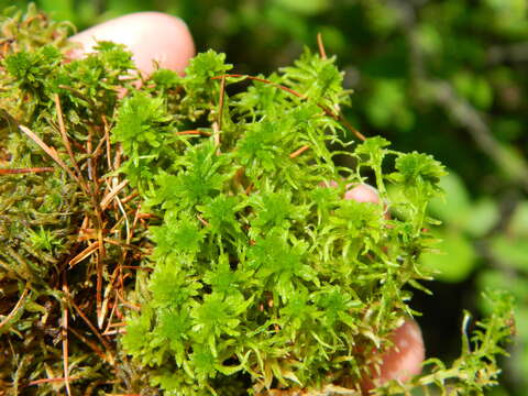 Imagem de Sphagnum angustifolium C. E. O. Jensen 1896