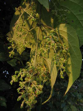 Image of Aspidopterys cordata (Heyne ex Wall.) A. Juss.